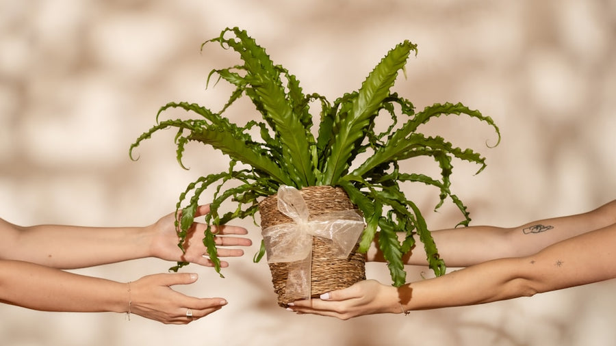 Hands exchanging a lush green potted plant wrapped with a ribbon — symbolizing natural healing, eco-friendly wellness, and herbal care by Herbal Concepts
